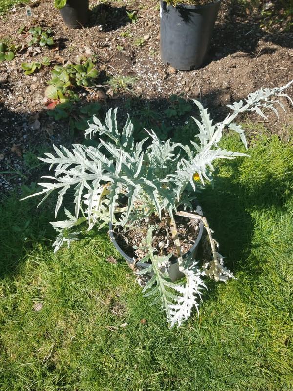 artichoke22122021.jpg