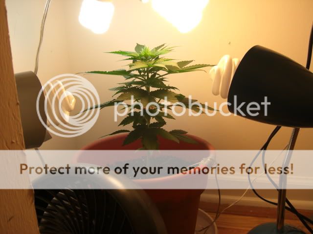 CIMG3934.jpg