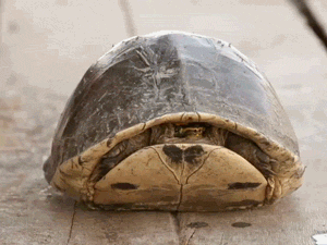 TURTLE DUMP or... I LIKE TURTLES. A small collection of turtle gifs - Album  on Imgur