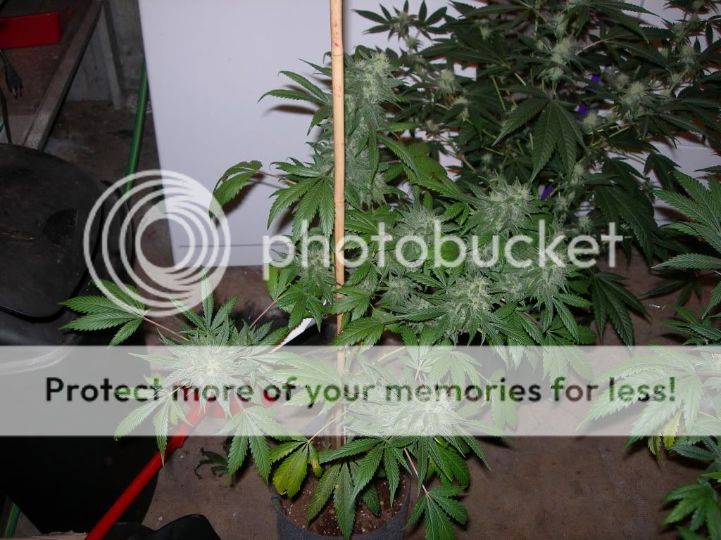 DSCN7792.jpg