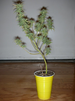 DSCN3177.JPG