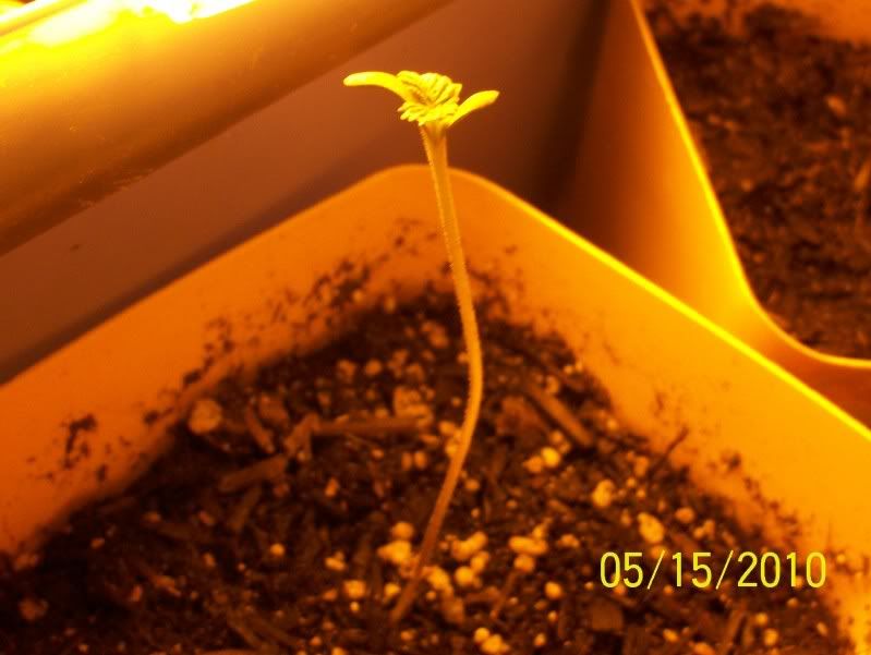100e0733.jpg