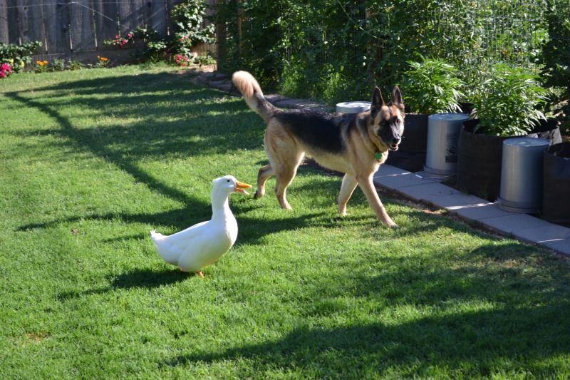 DSC_0051.jpg