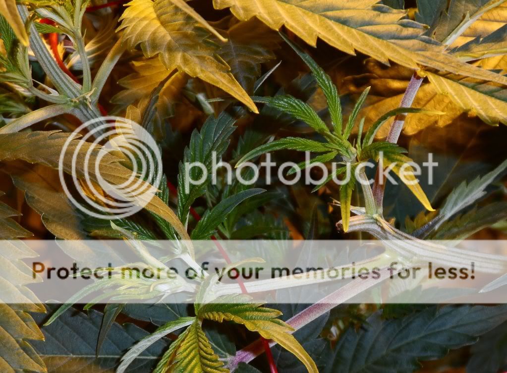 SAM_2522.jpg