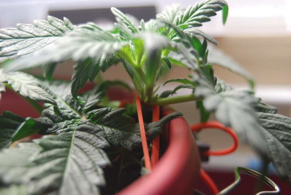 weed31002.jpg