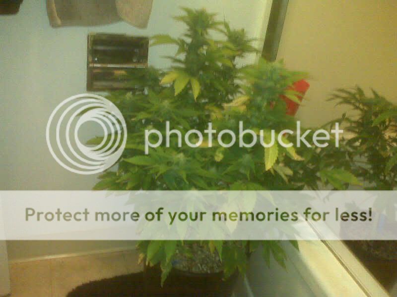 IMG00061.jpg