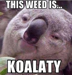 d70734b83a43d6d7c1ea77cc59adadf6--weed-memes-funny-memes.jpg