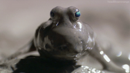 gifs_10.gif
