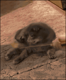 gifs_15.gif