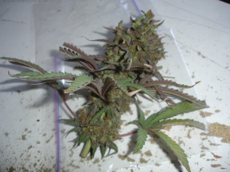 tgnbvc001.jpg