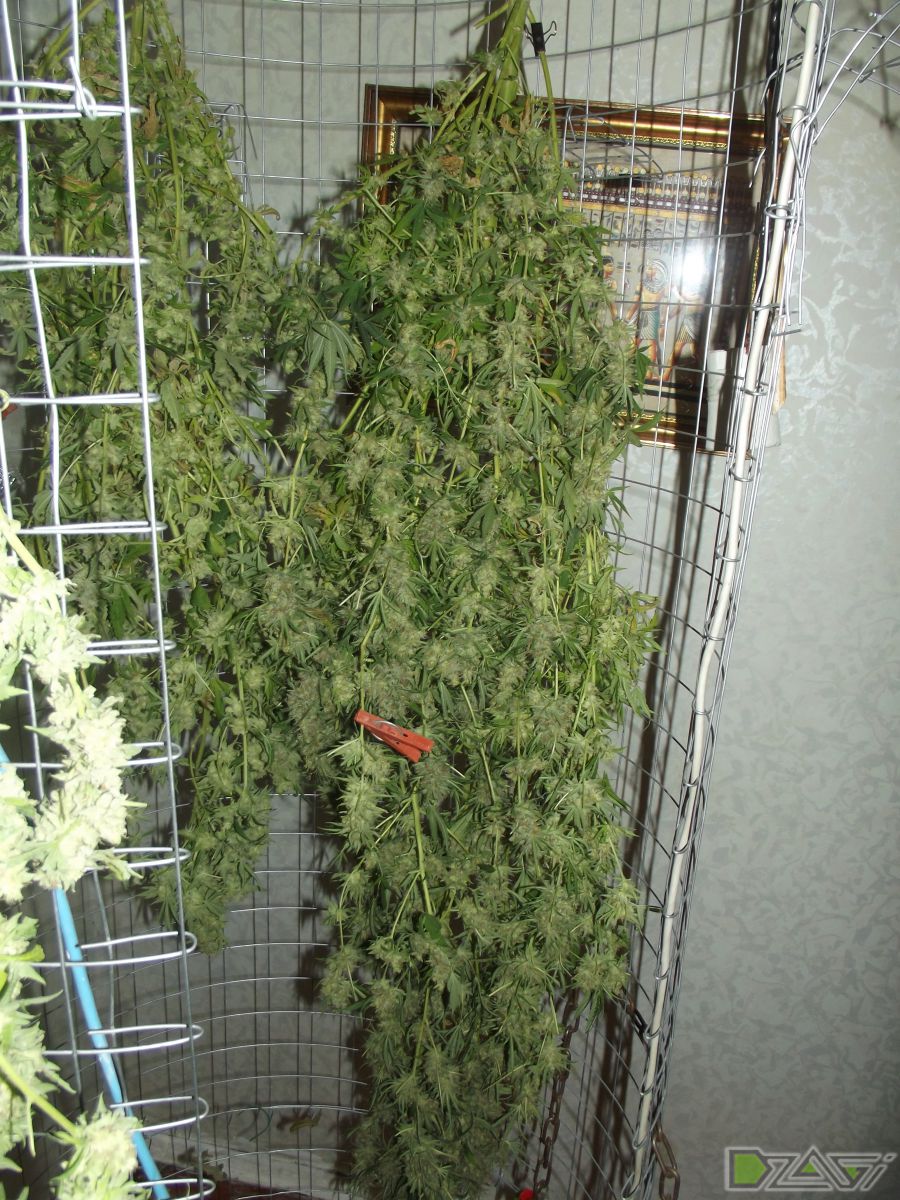 gallery_80545_1970_2858093.jpg