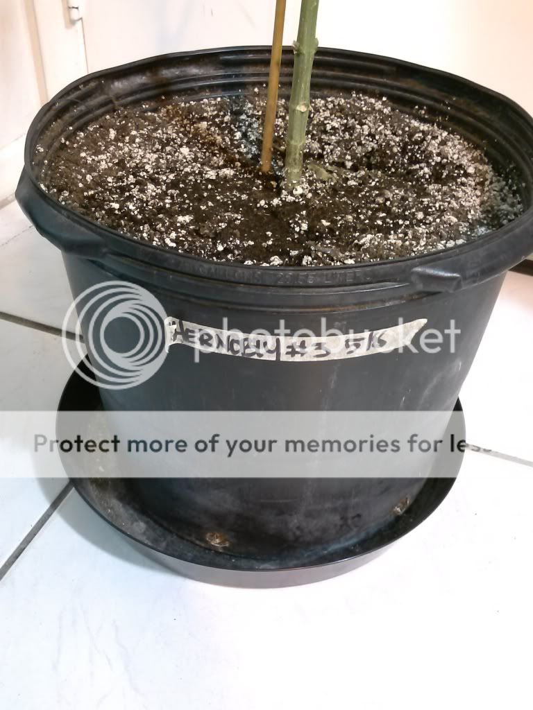CAM00091_zps9f1b9f98.jpg
