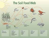 Image result for soil food web