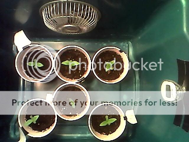 IMG0001.jpg