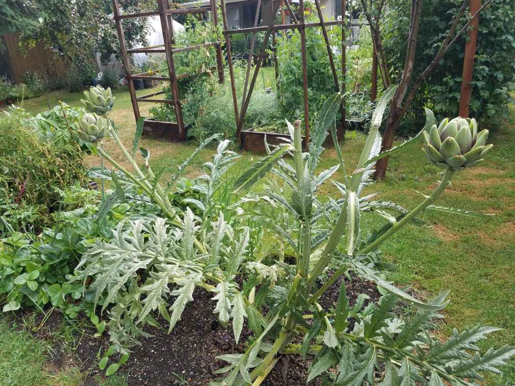 06132021artichokes.jpg