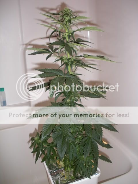 DSCN0808.jpg