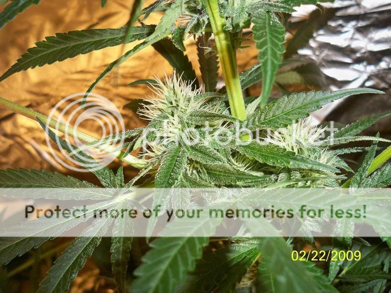 MYOGKUSH3.jpg