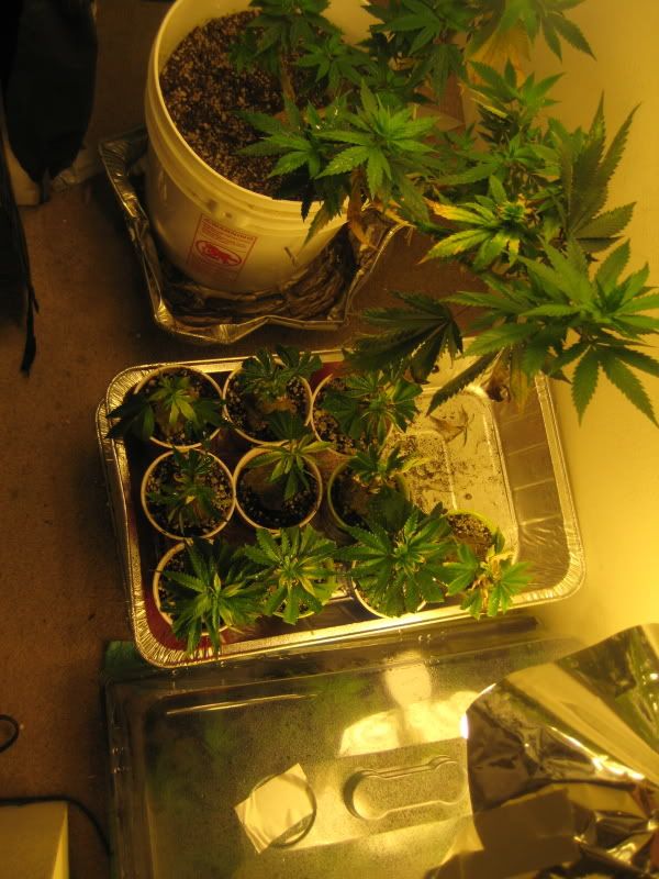 plants305.jpg