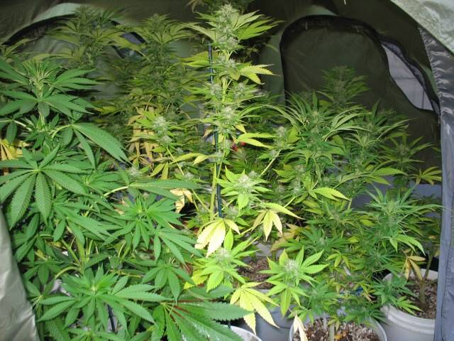 9643tent061008.jpg