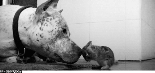 dog-bunny-kisses.gif