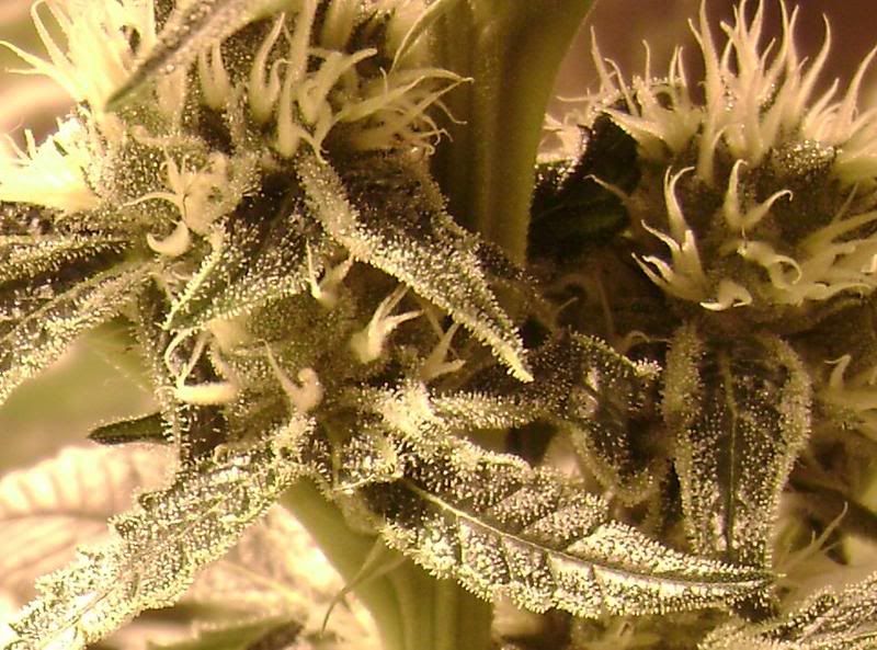 STRAWBERRYCOUGHZOOM2.jpg