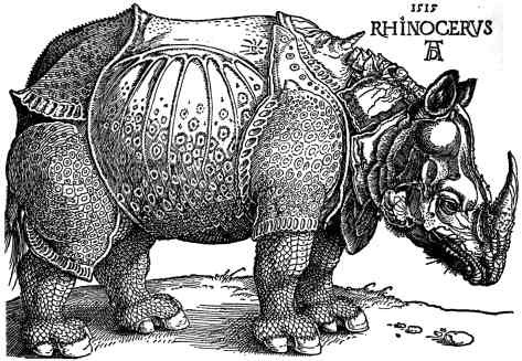 rhinoceros.jpg