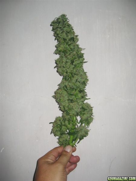 CC1_Harvest_oct25_14_.jpg