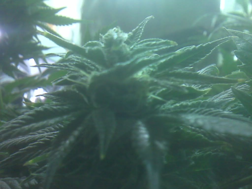 IMG00914.jpg
