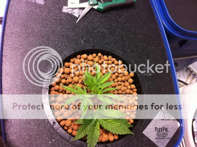 plant1pos.jpg