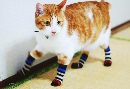 b185b-socks9.jpg