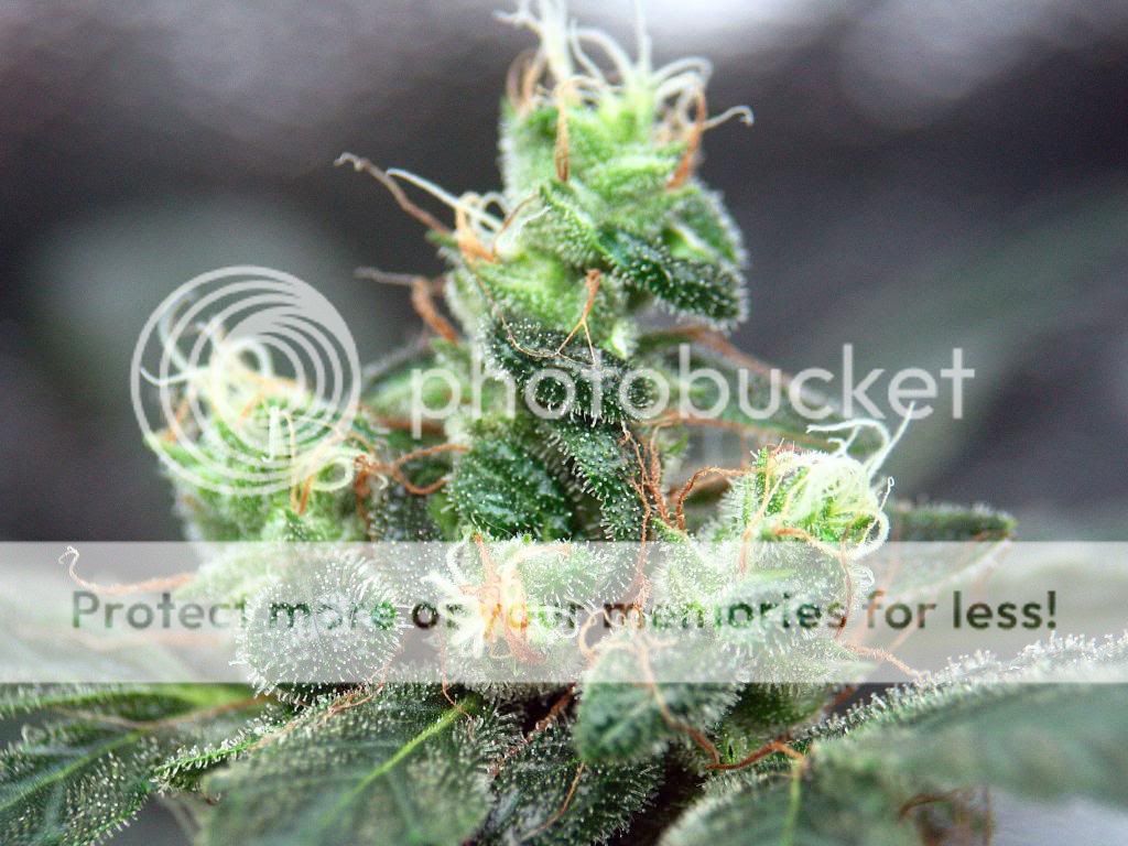 IMG_3964_zpse280bd0e.jpg