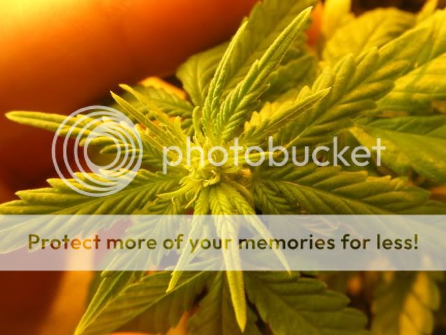 Grow065.jpg