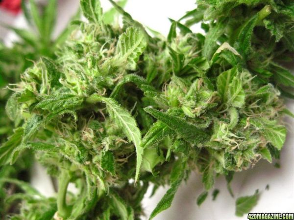 CC1_Harvest_oct25_34_.jpg