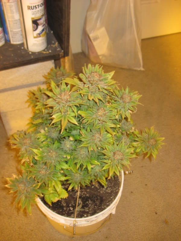 plants308.jpg