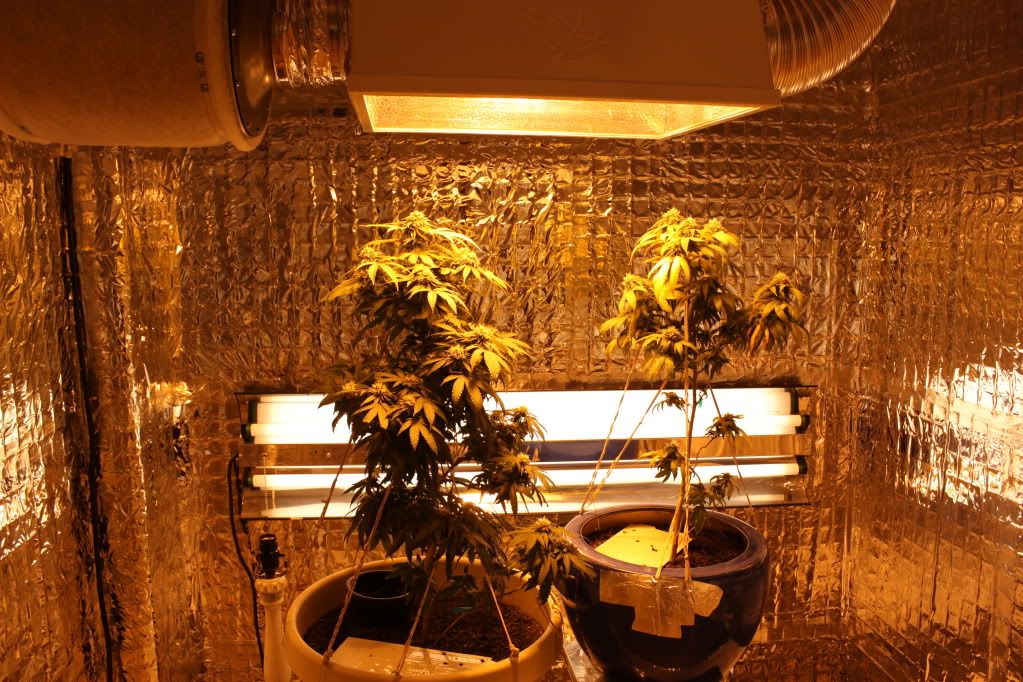 GrowRoom51311.jpg