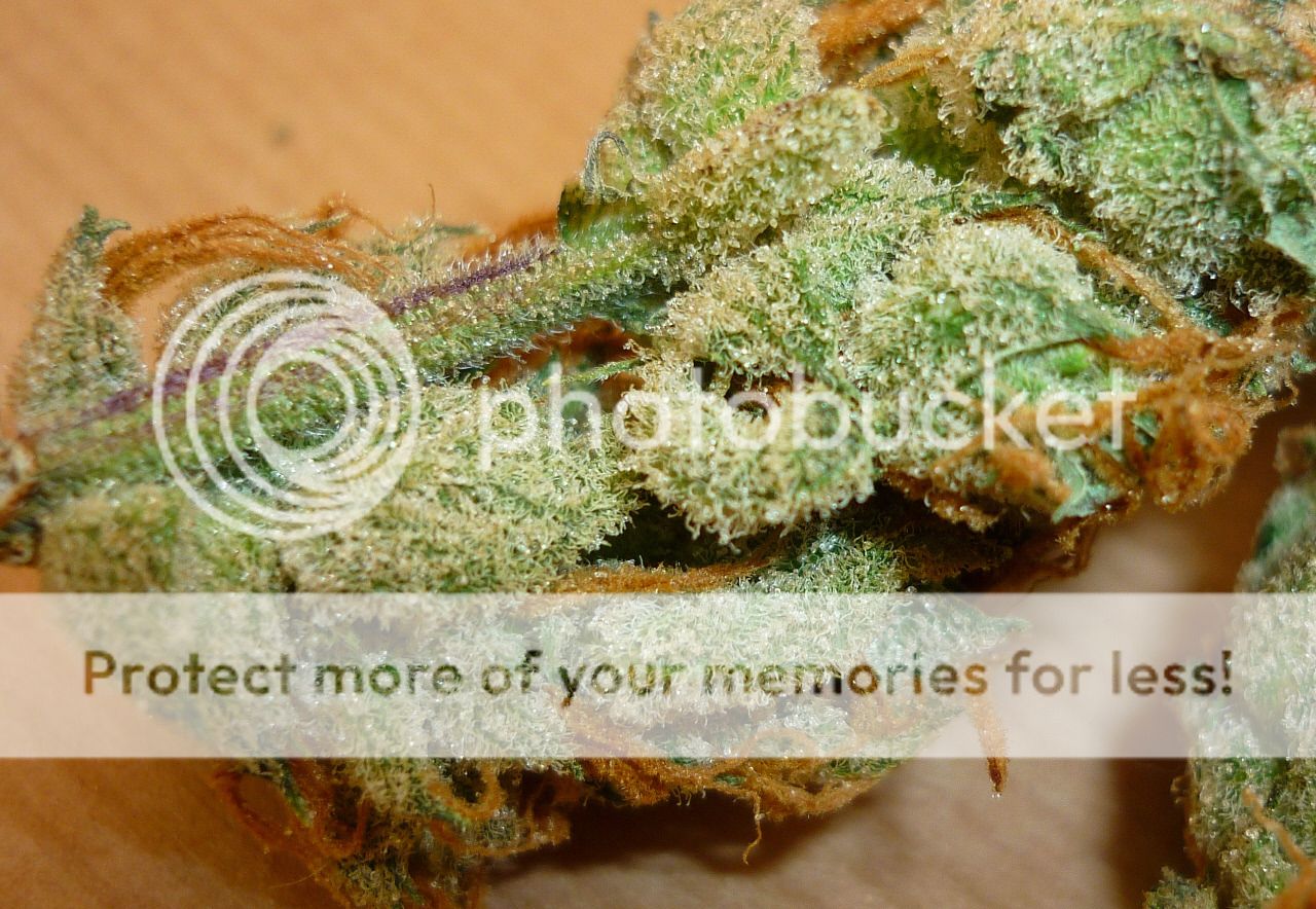 orangebud15.jpg