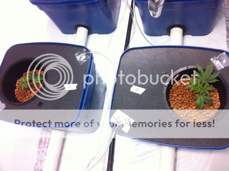 bubbaogucplant2.jpg