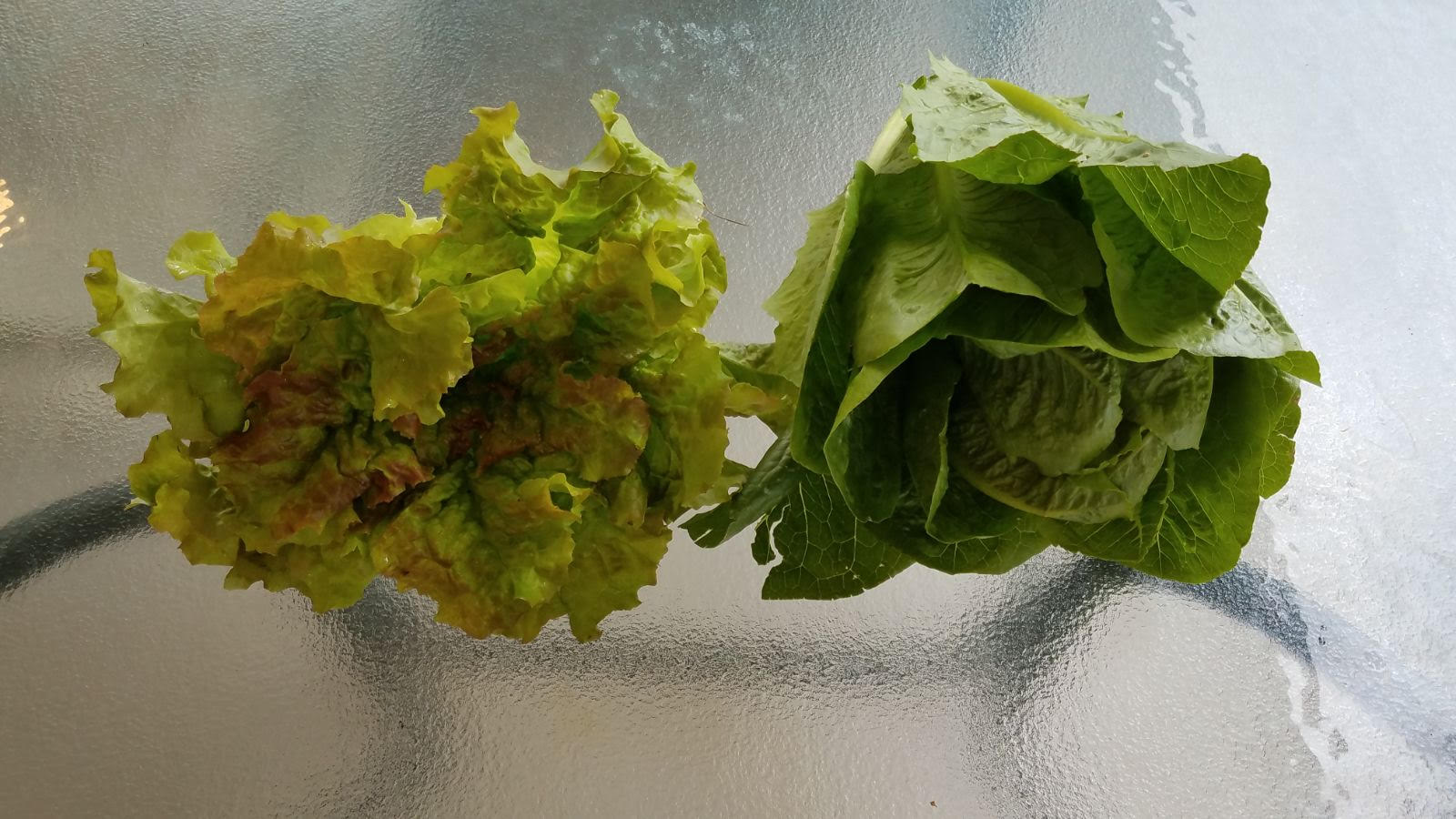 lettuce2710.jpg
