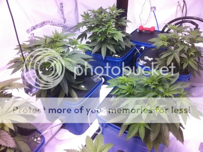 plant2s.jpg