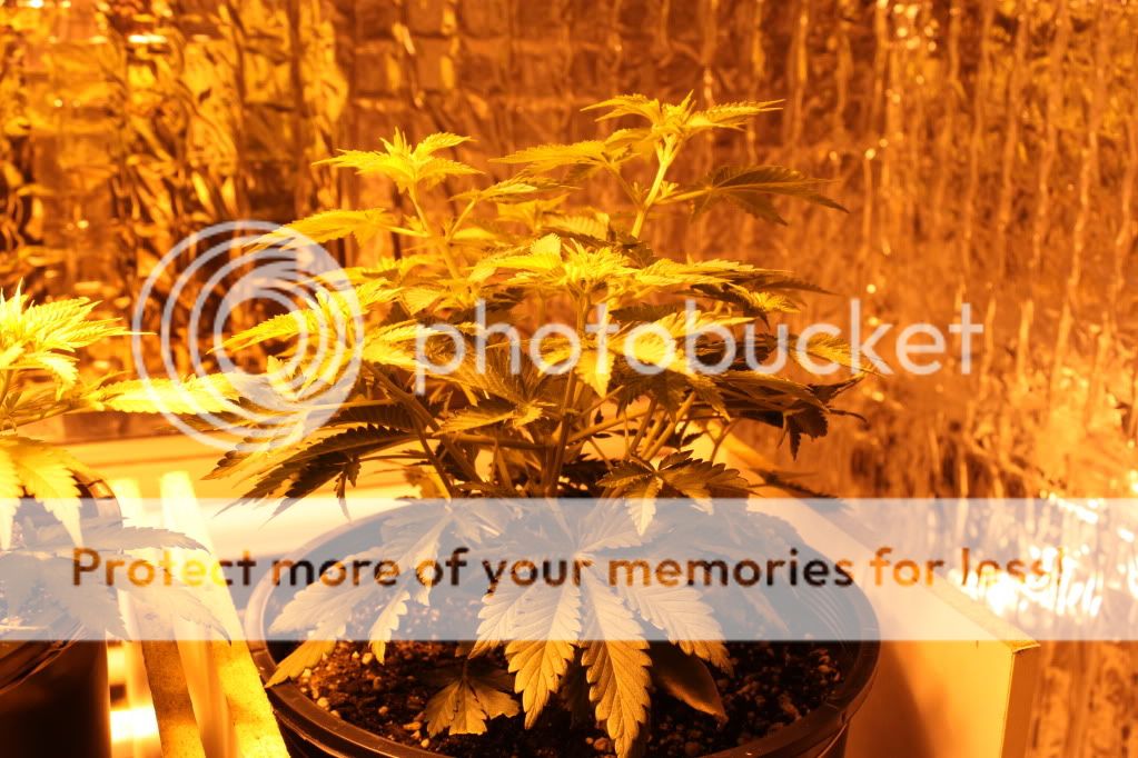 Seed3Day41.jpg