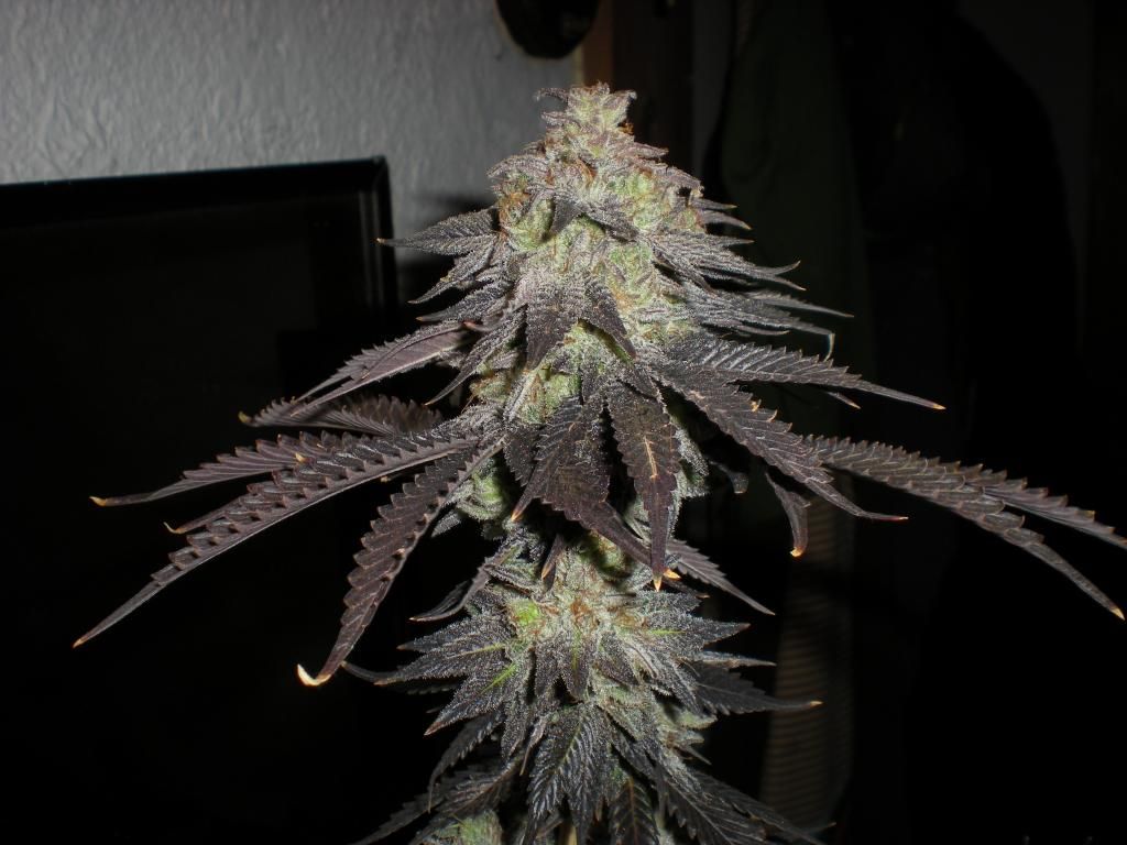 DSCN2587.jpg