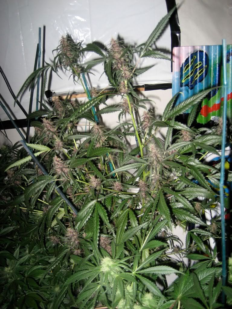 IMG_1146.jpg
