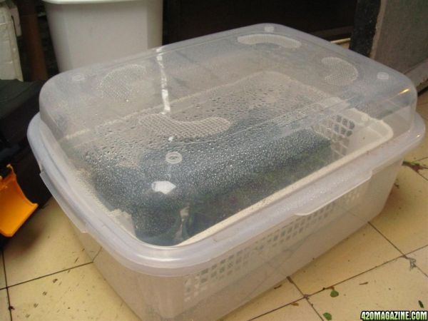 BB_CC_Grow_Update_Sep_13_040.jpg