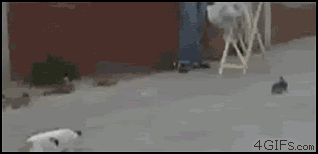 gifs_02.gif