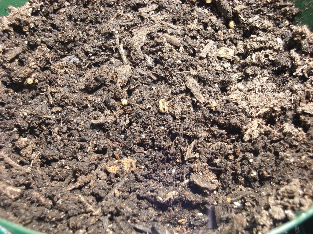 DSC02119.jpg