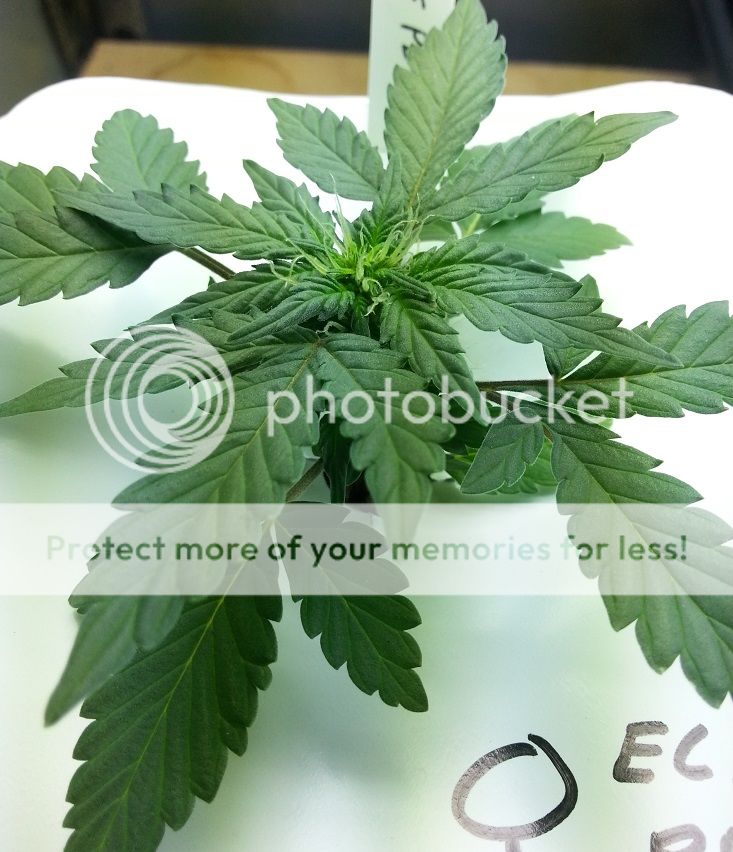 04-23-13PD3_zps83f762fb.jpg