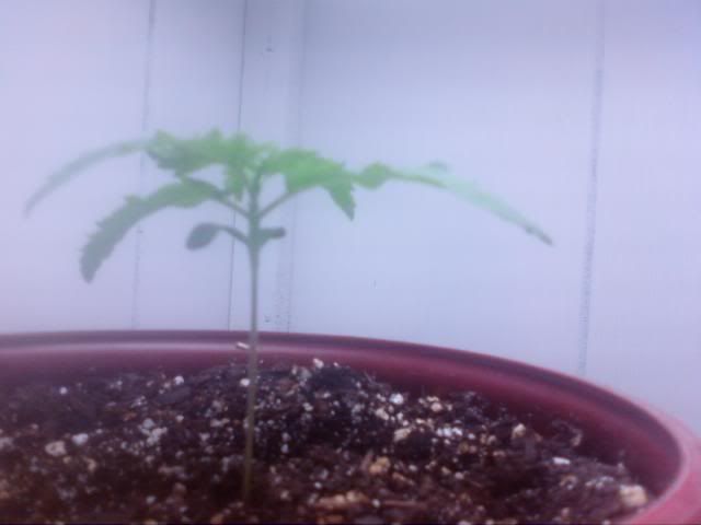 plant4.jpg