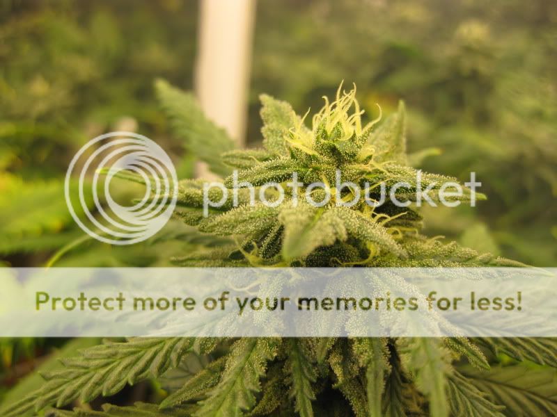 bluecheese1.jpg