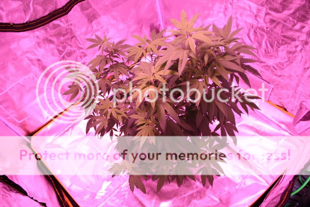 GLH.jpg