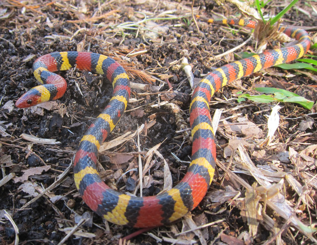 scarletkingsnake.jpg